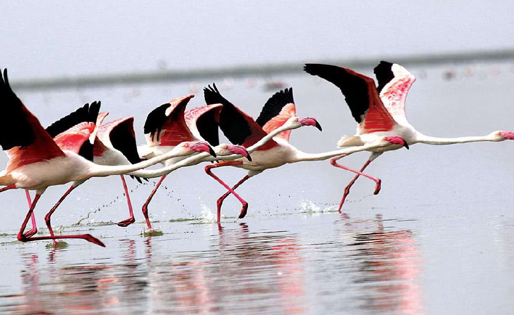 Wildlife & Birding Tour